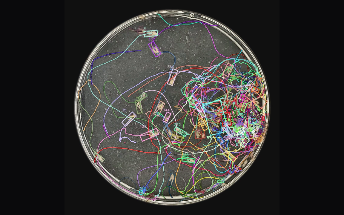 The same dish with each artemia's movement path drawn as a coloured trail.